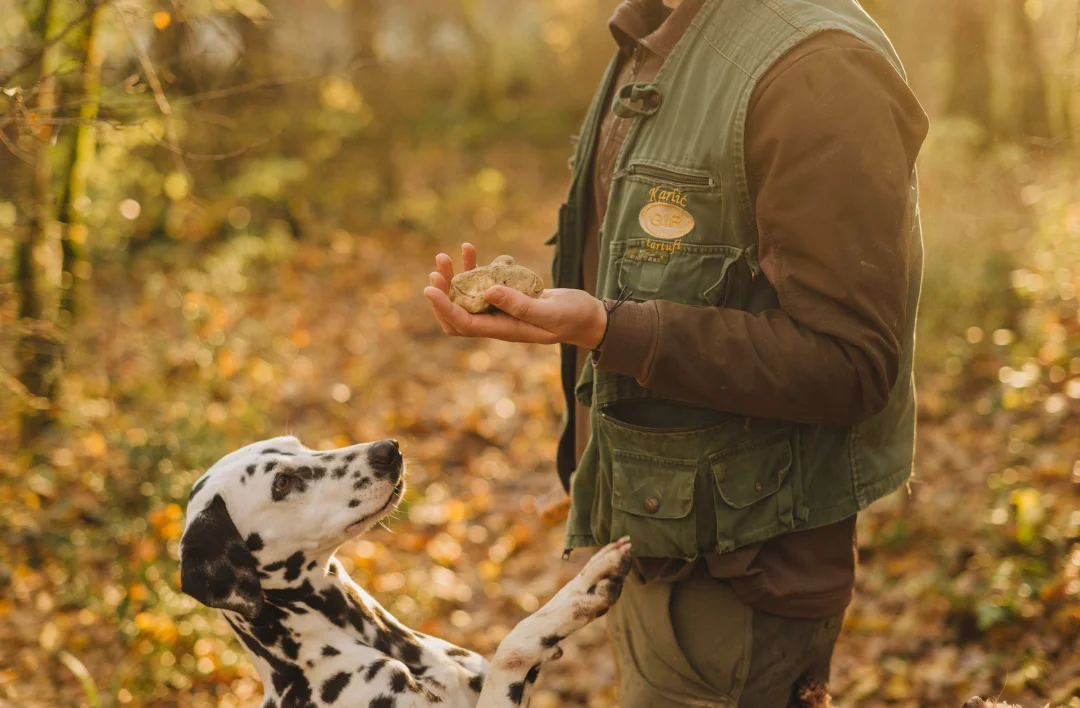 Truffle hunting experience